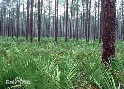 Αποτελεσματικότητα του Saw Palmetto εκχυλίσματα φρούτων
