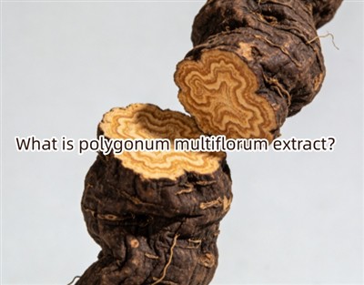 Τι είναι το εκχύλισμα polygonum multiflorum;